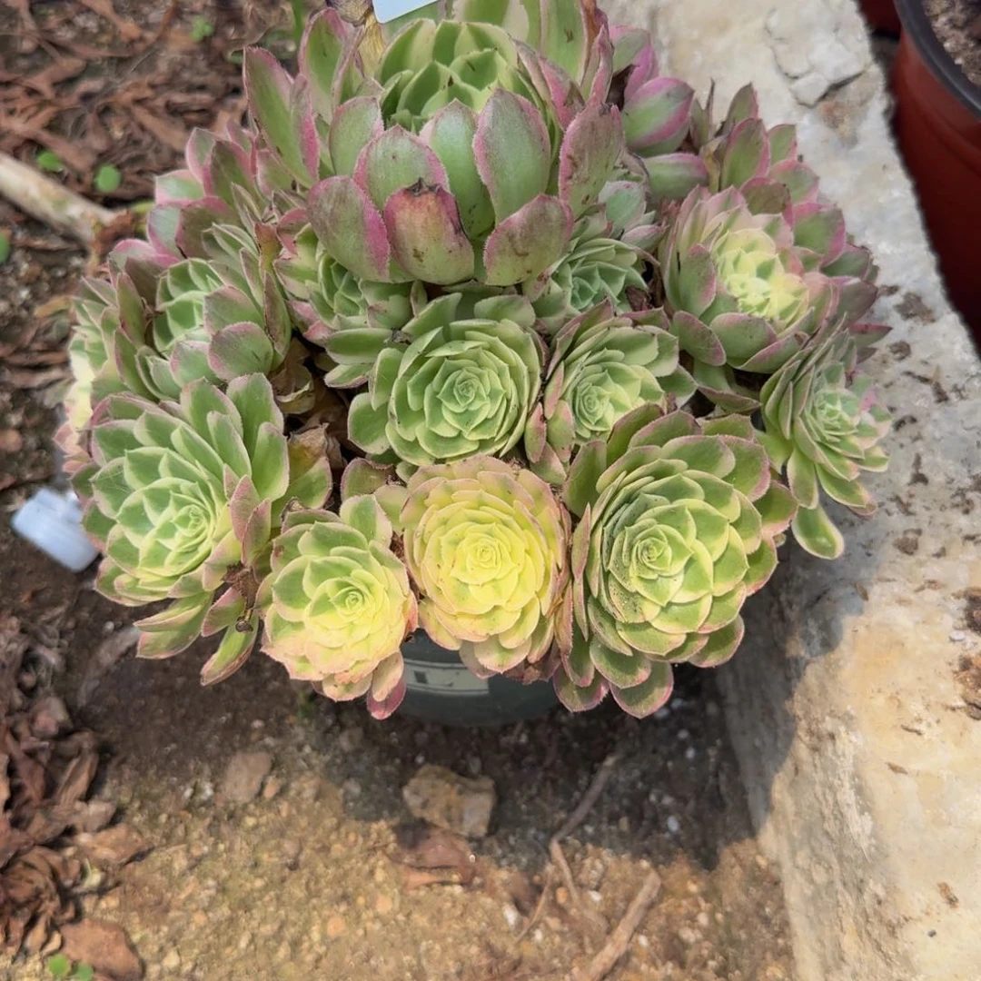111海王。多肉植物