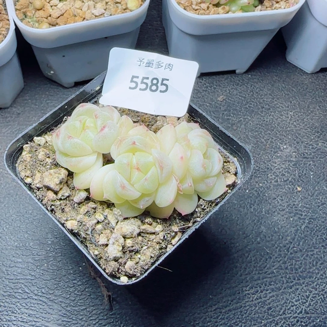 倾城珍妮，5585多肉植物