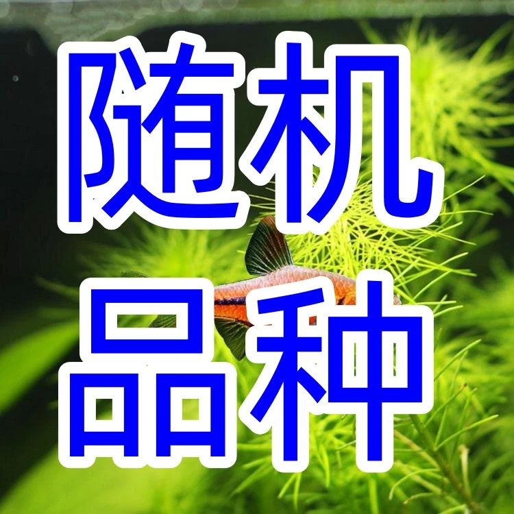 小嫚妖随机品种-观赏鱼【顺丰包邮】