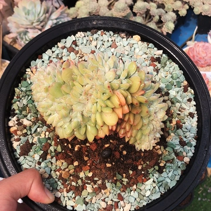 星影缀化多肉植物