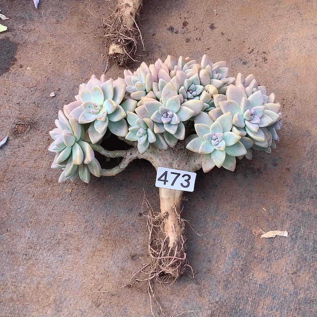 473淡雪缀 一物一拍多肉