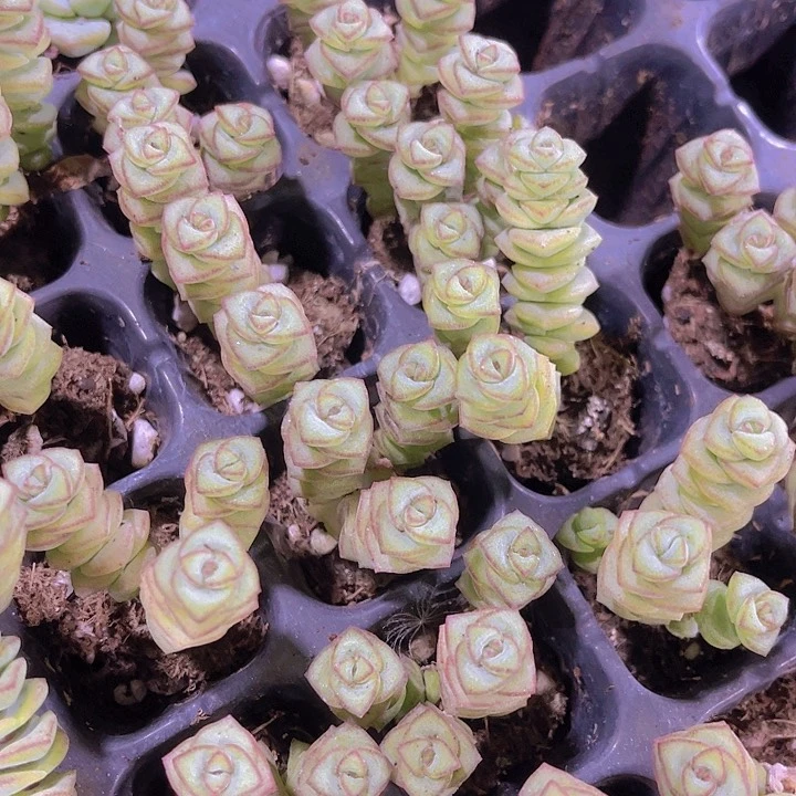精品钱串子多肉植物