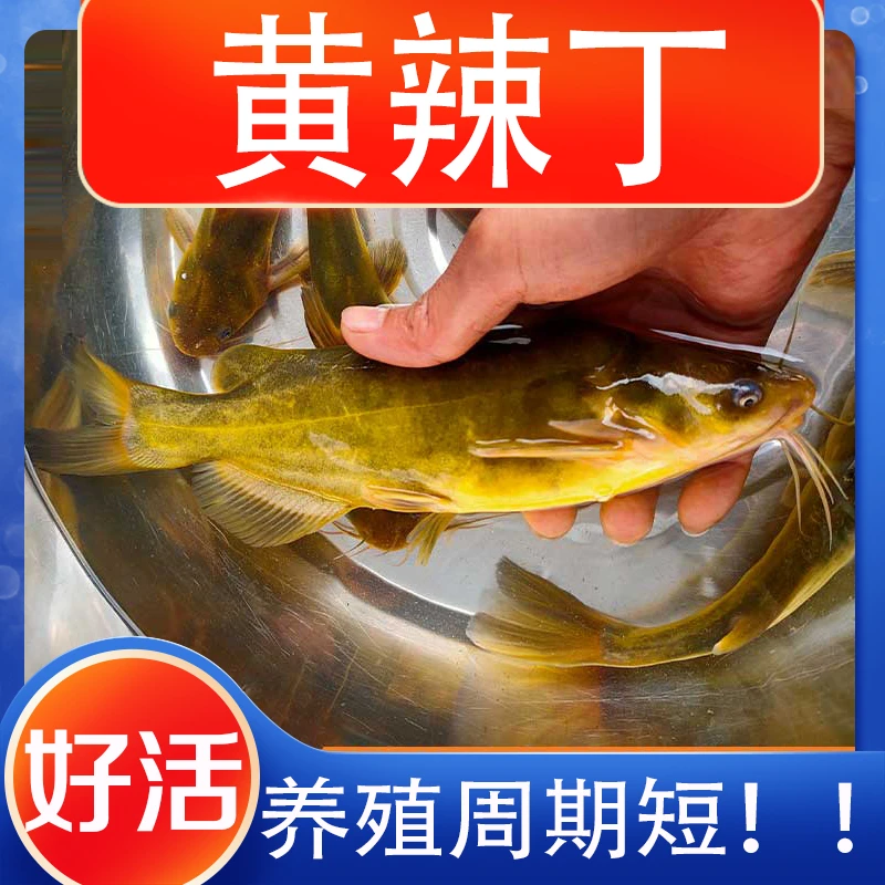 黄辣丁小鱼四川发货淡水养殖食用观赏均可肉食性小鱼鱼塘套养混养