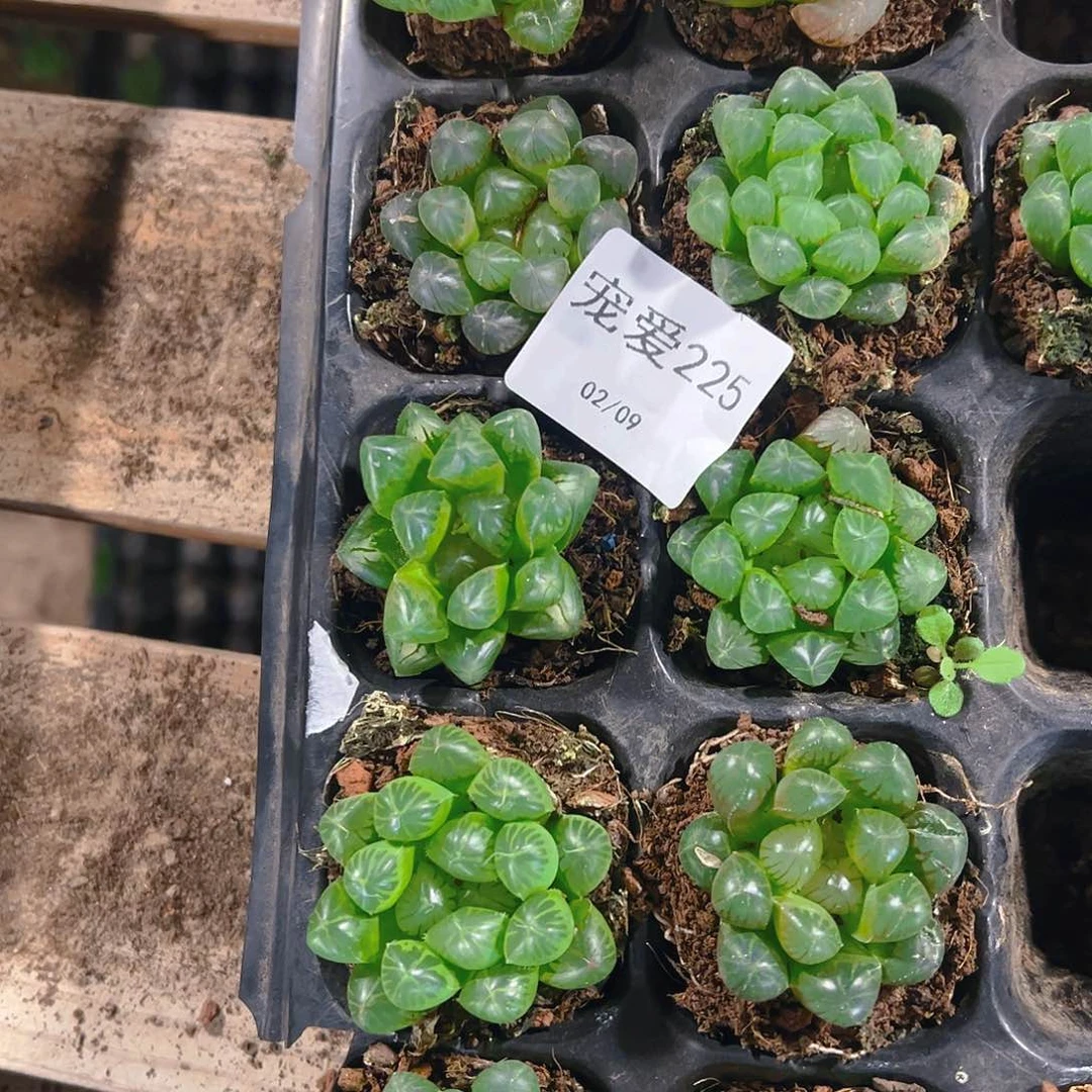 直播福利一物一拍225