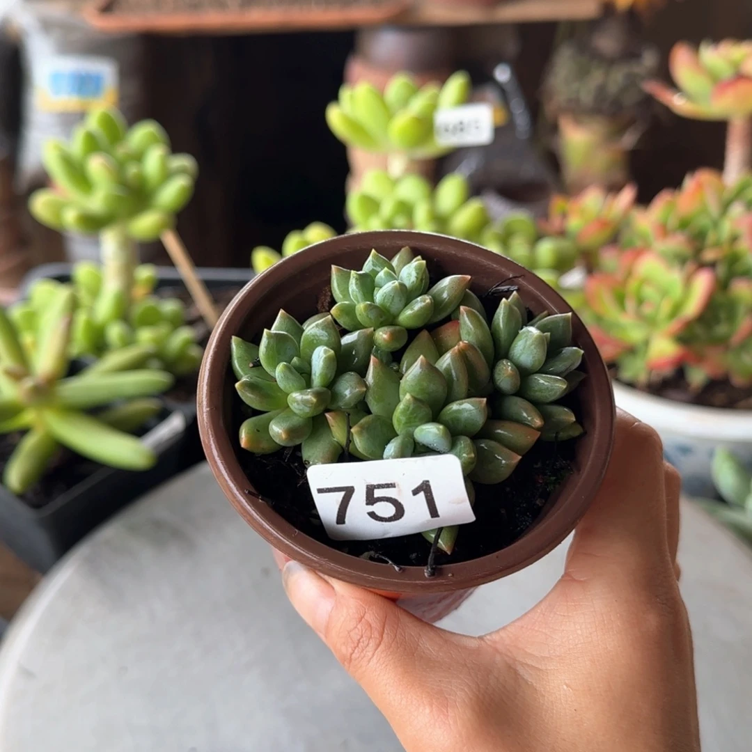 751号 一物一拍 一物一拍