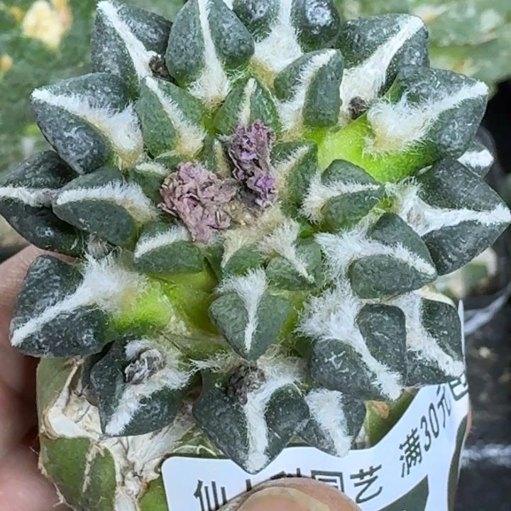 乒***无花朵黑牡丹870仙人球