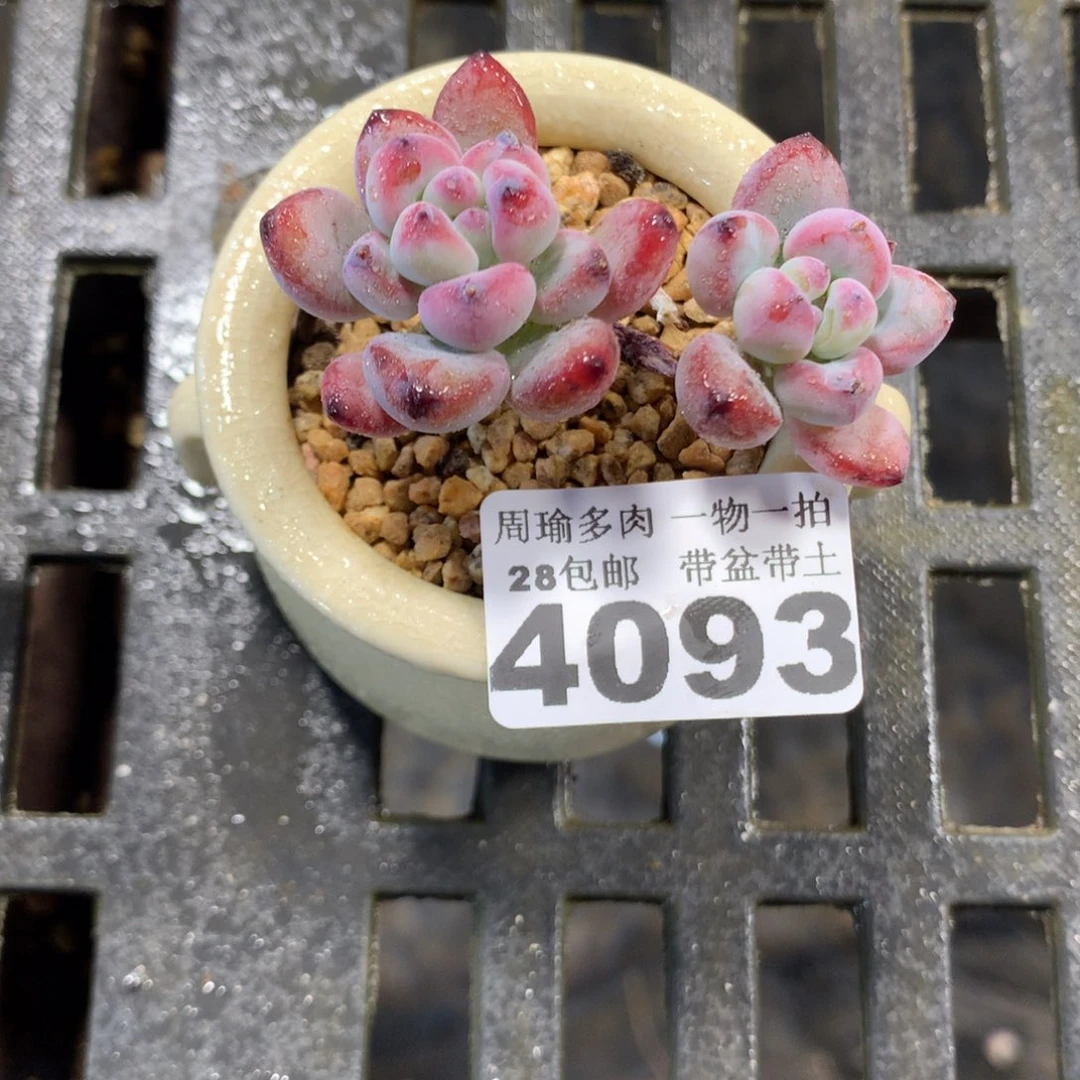 精控多肉植物4093