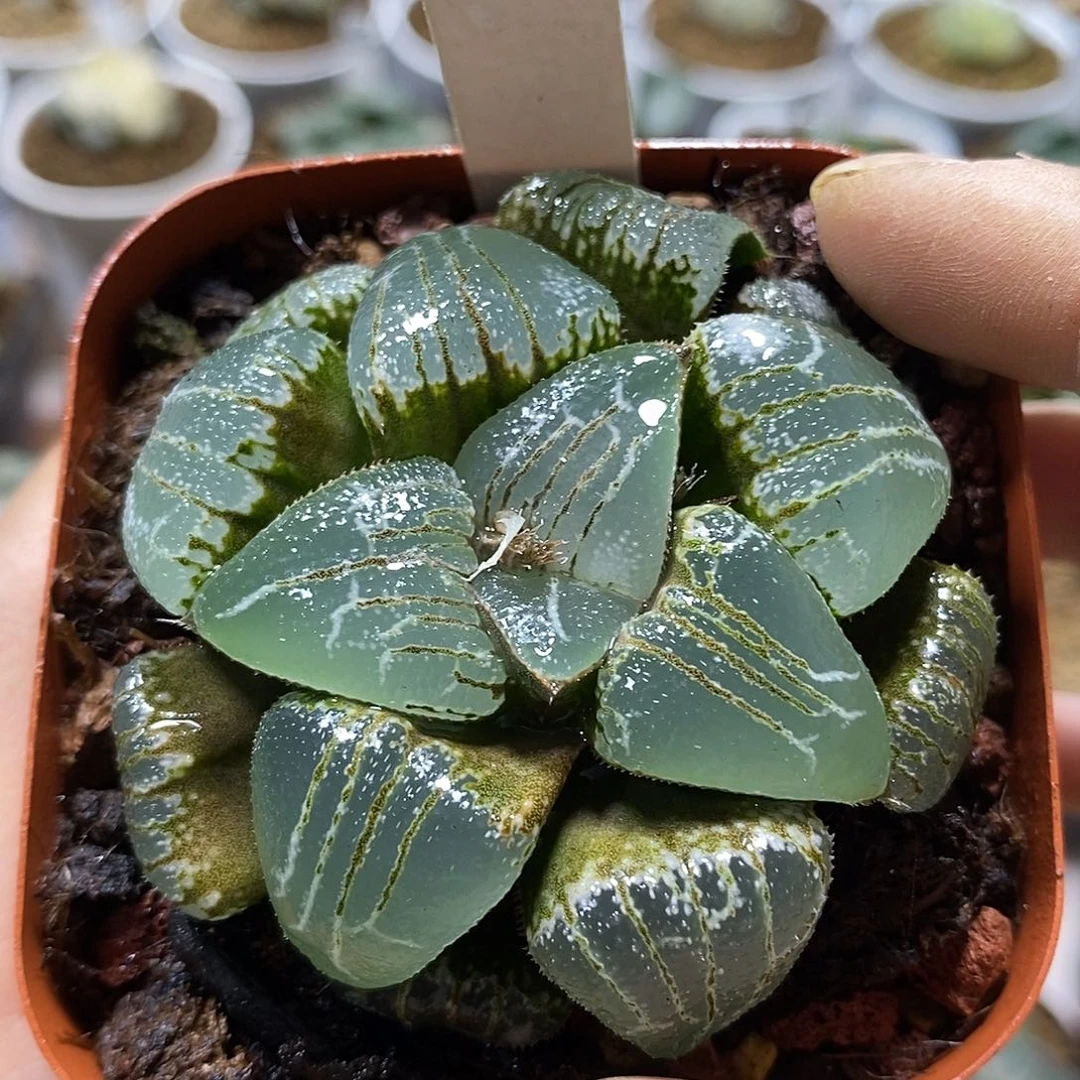 6云遮月克十二卷