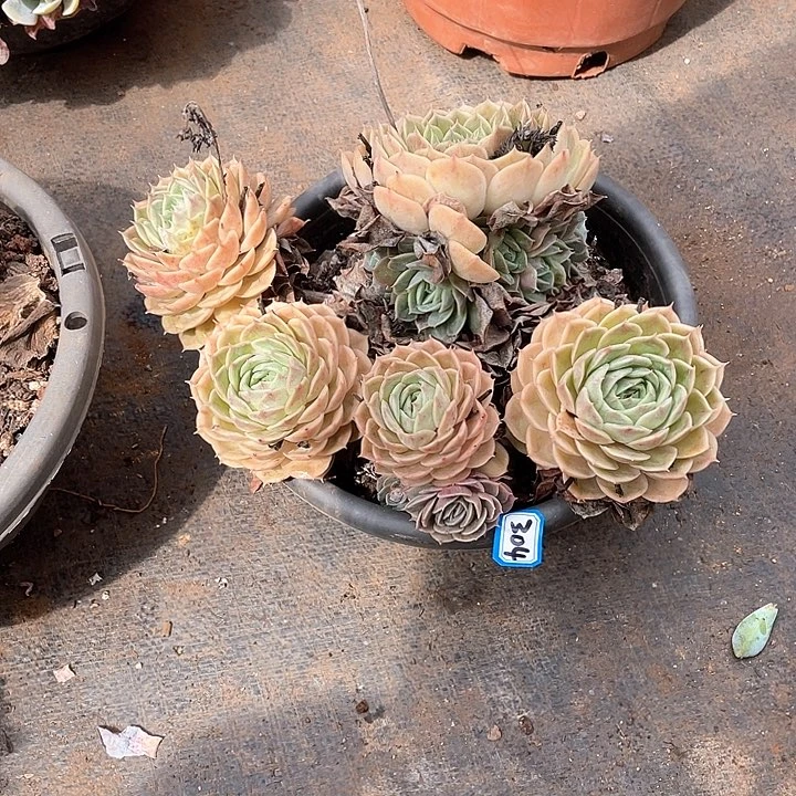 304昂斯诺 一物一拍多肉