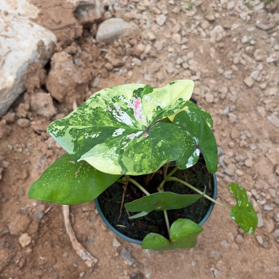 泰国彩叶芋116-0911