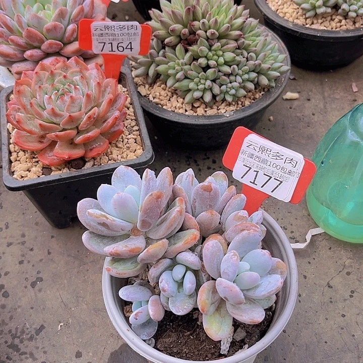 7177雪美人。
