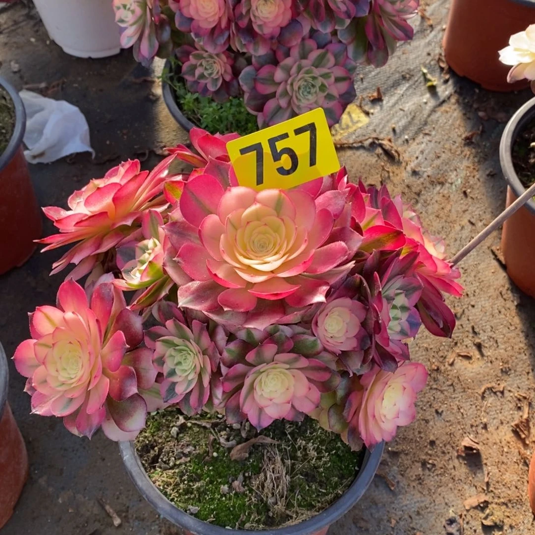 青城多肉法师757