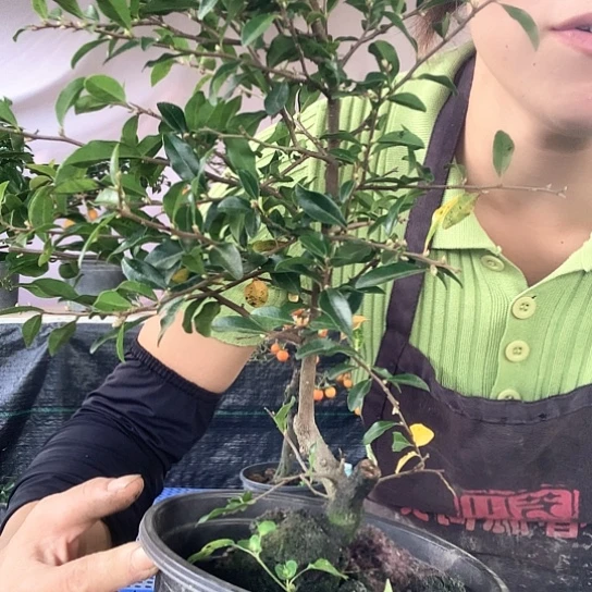 无花朵公桩。
