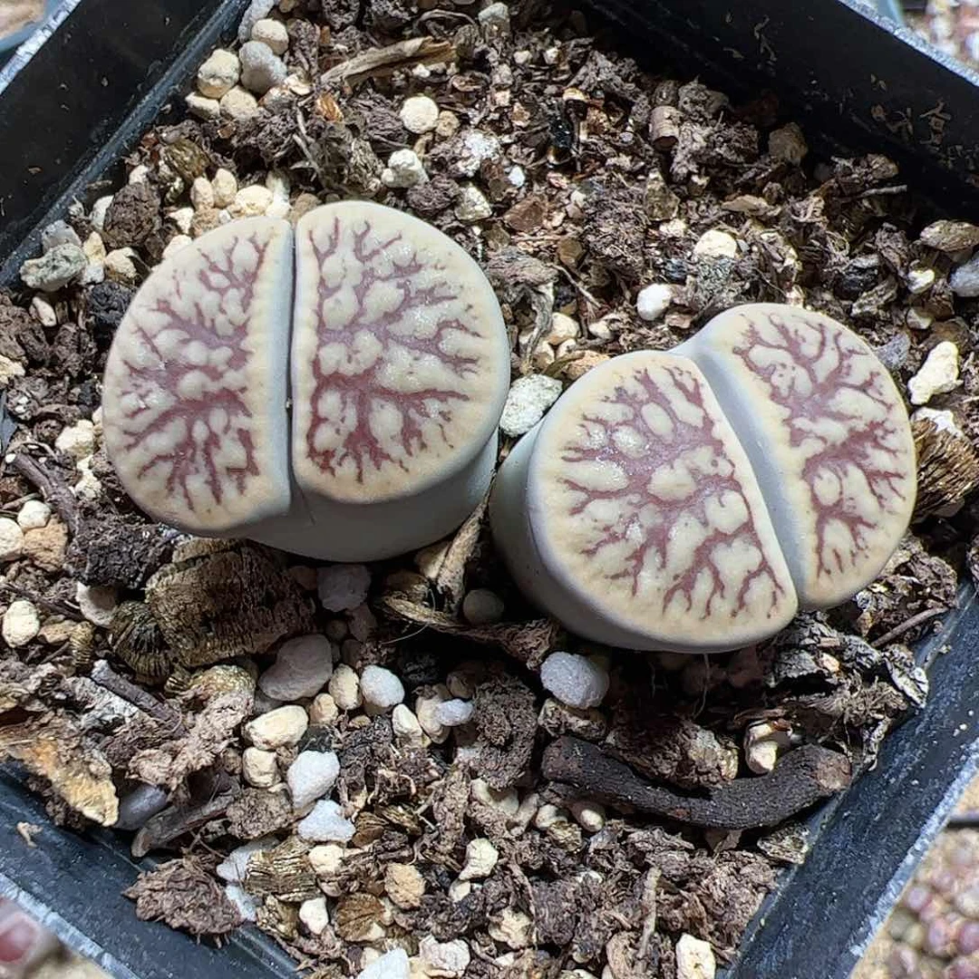 【闪购商品】298 线招福