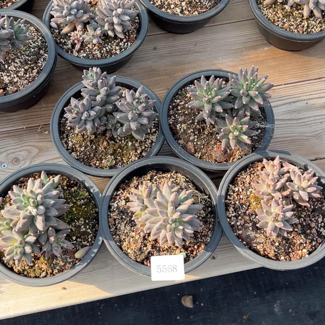 5568多肉多多多多