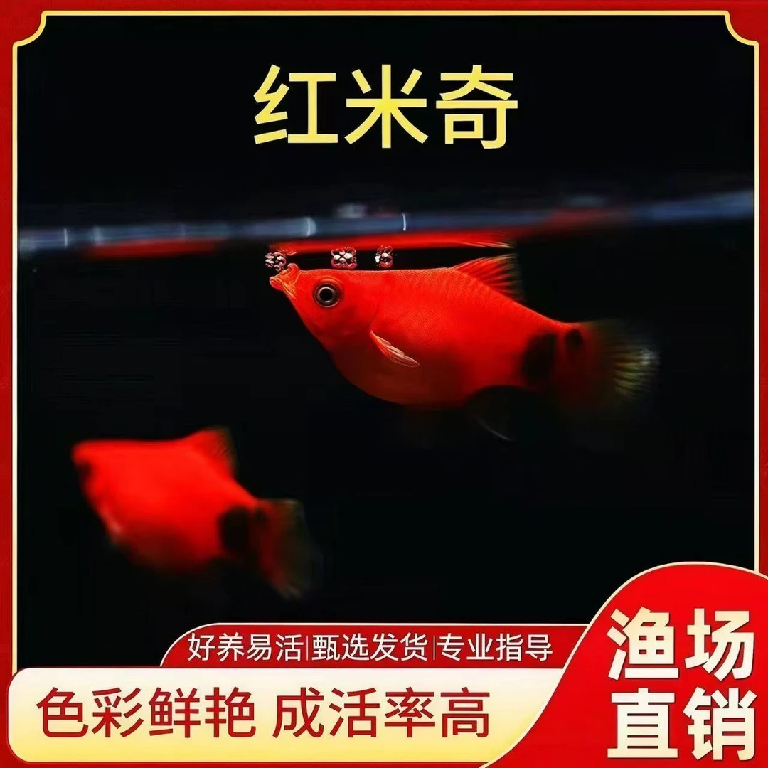 【红米奇】新手好养耐活红米奇胎生鱼小型热带观赏鱼可繁殖淡水鱼