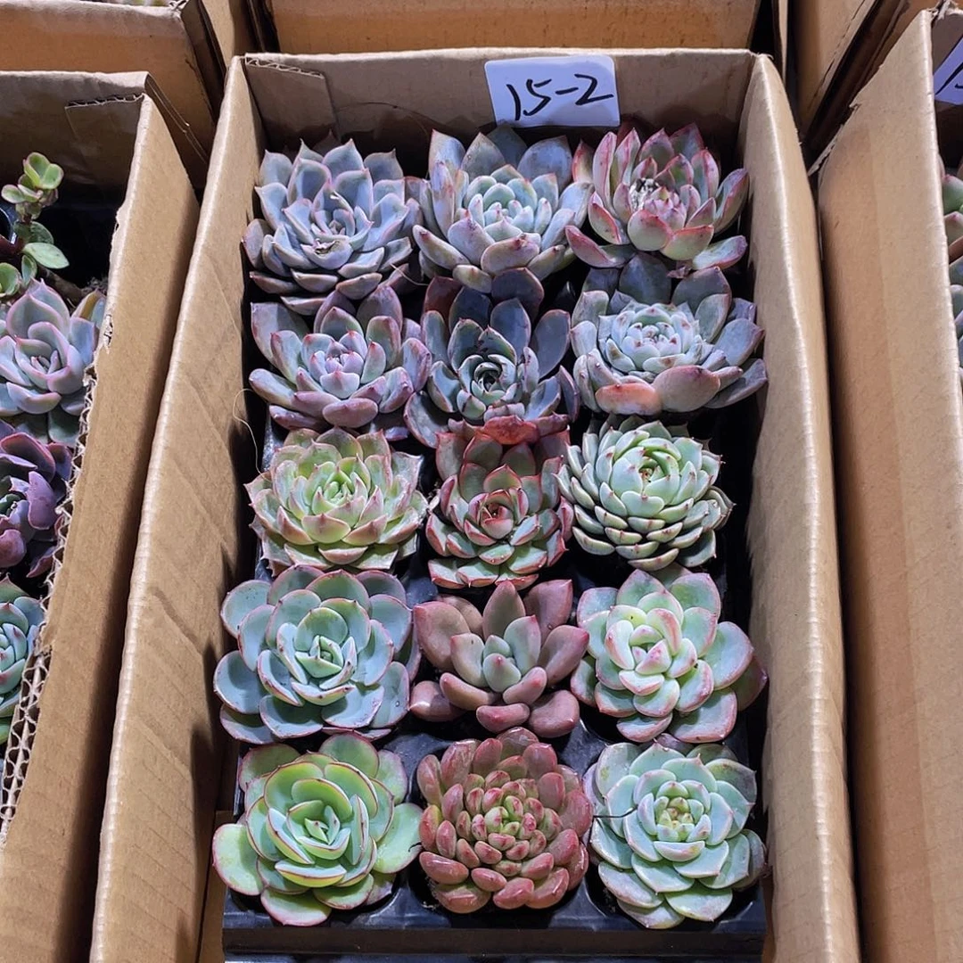 15颗-2号约4-5厘米