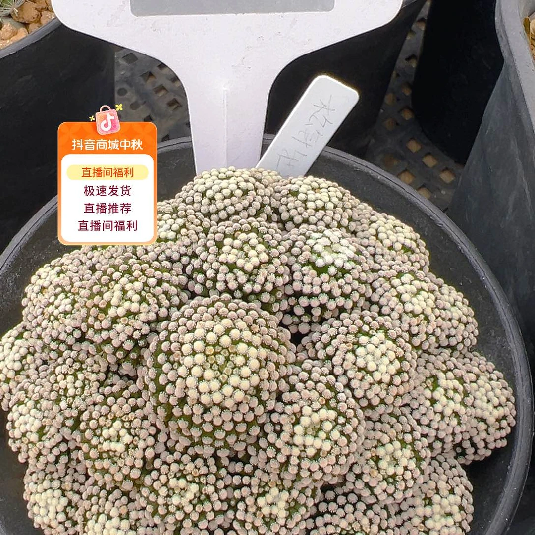 7727侧芽自根松针牡丹