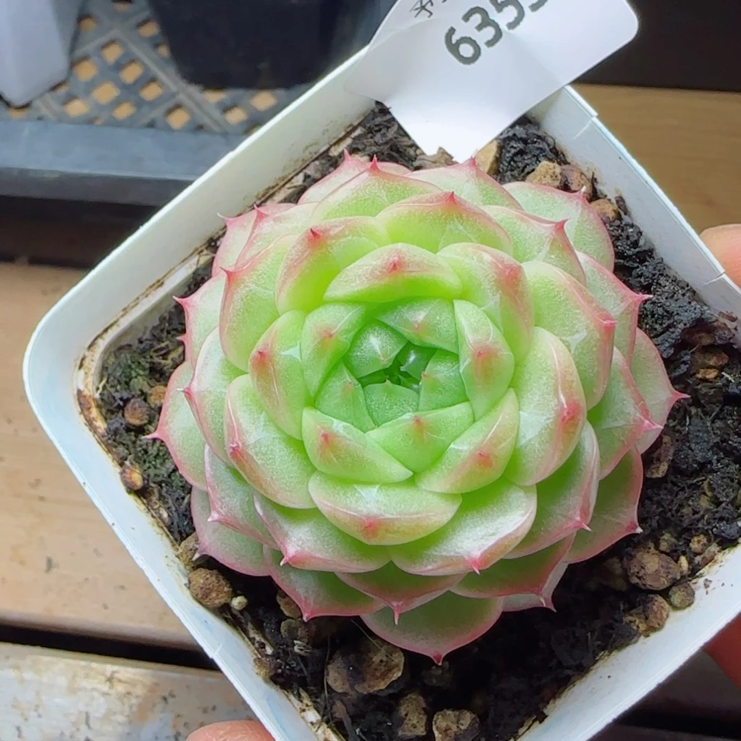 青梅，6353多肉植物