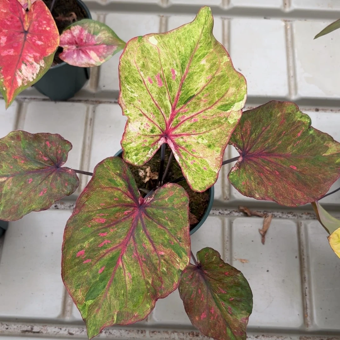 泰国彩叶芋78-1213