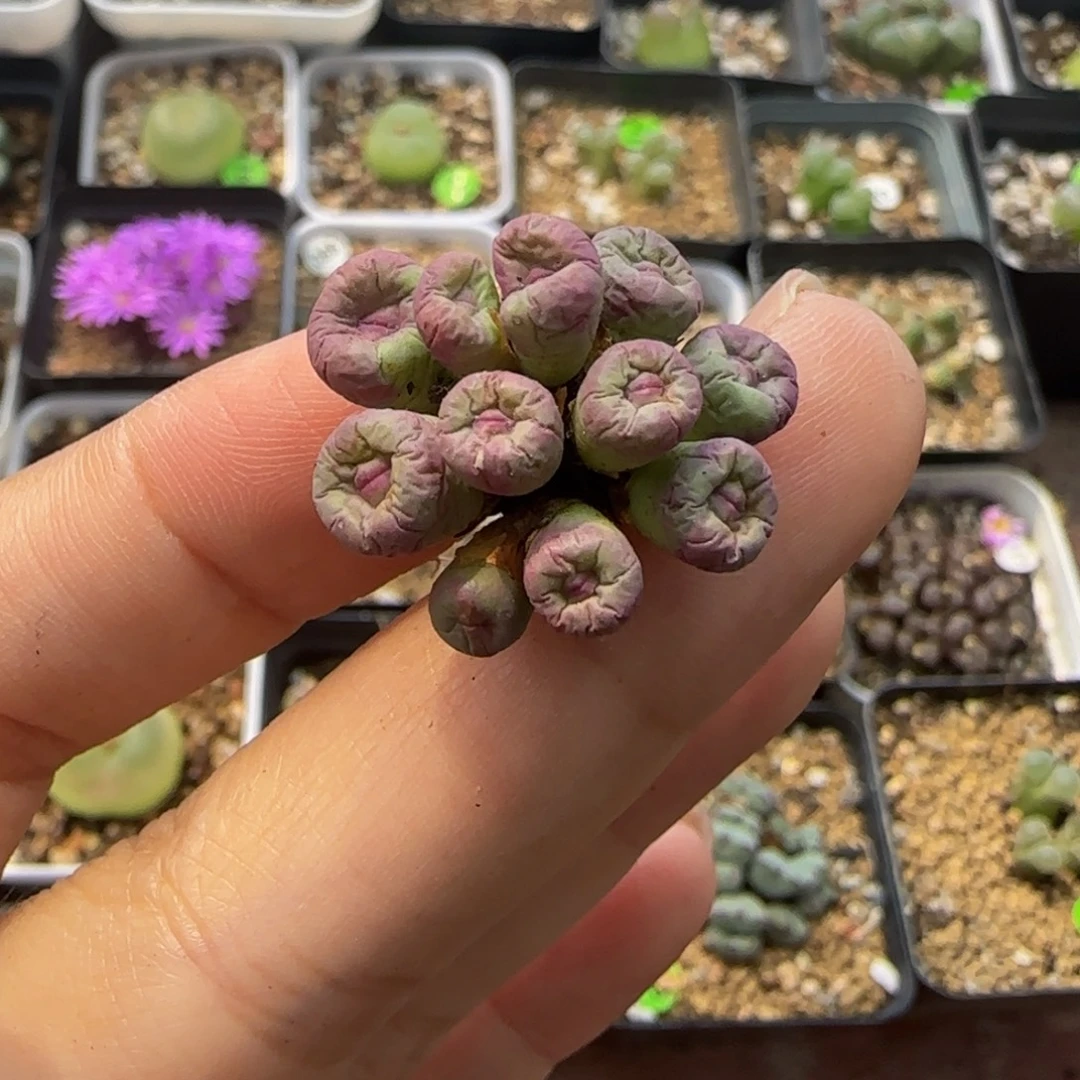 小红嘴11头多肉植物72