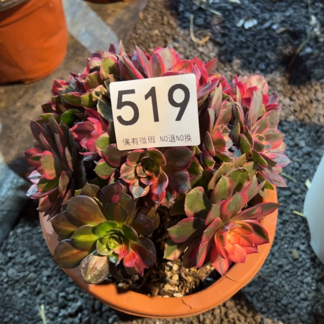 糖***吖我是真的很喜欢这个