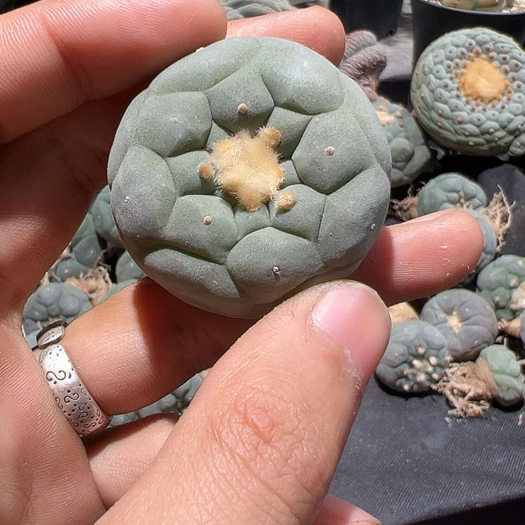 _***。实生格子银 仙人球