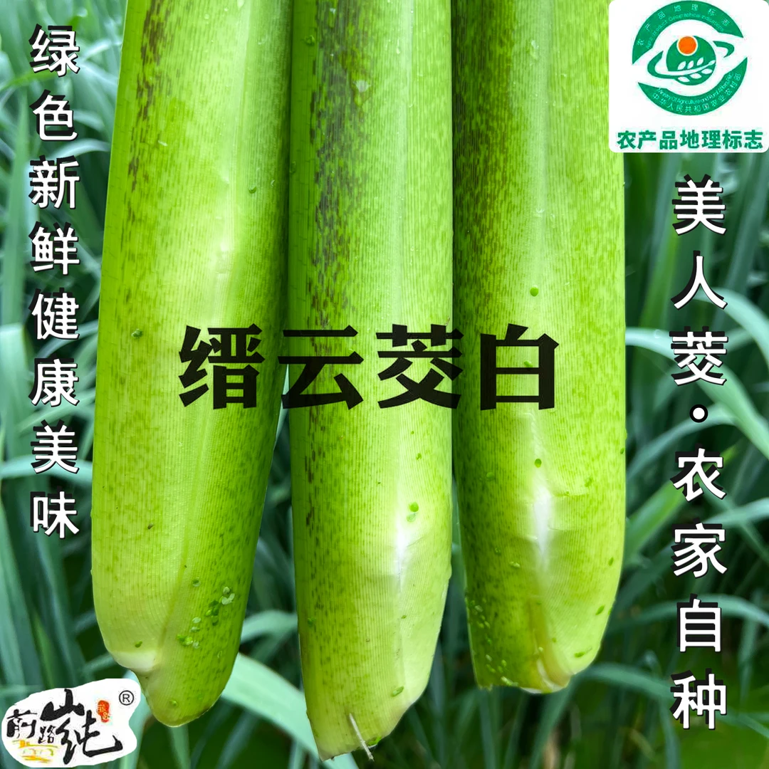 美人茭新鲜农家高山冷水茭白当季现摘茭瓜高笋带壳发货地标农产品
