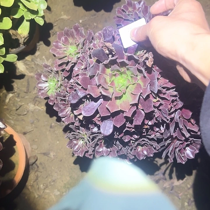 ****草一物一拍不包侧枝142