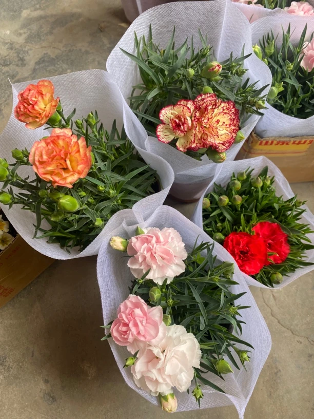 【康乃馨】带花苞 一年四季开花 好养活