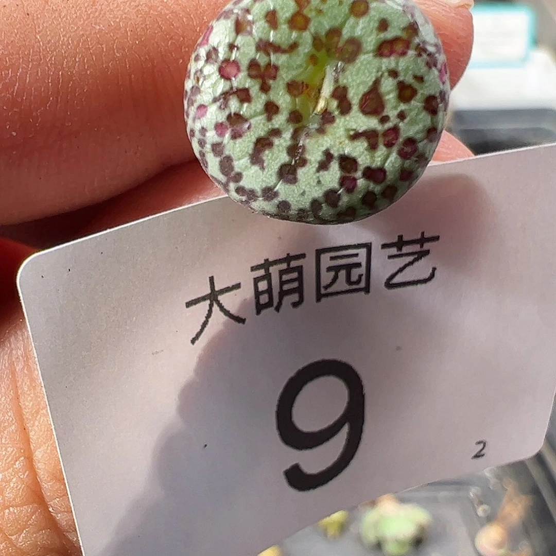 00009 一物一拍……