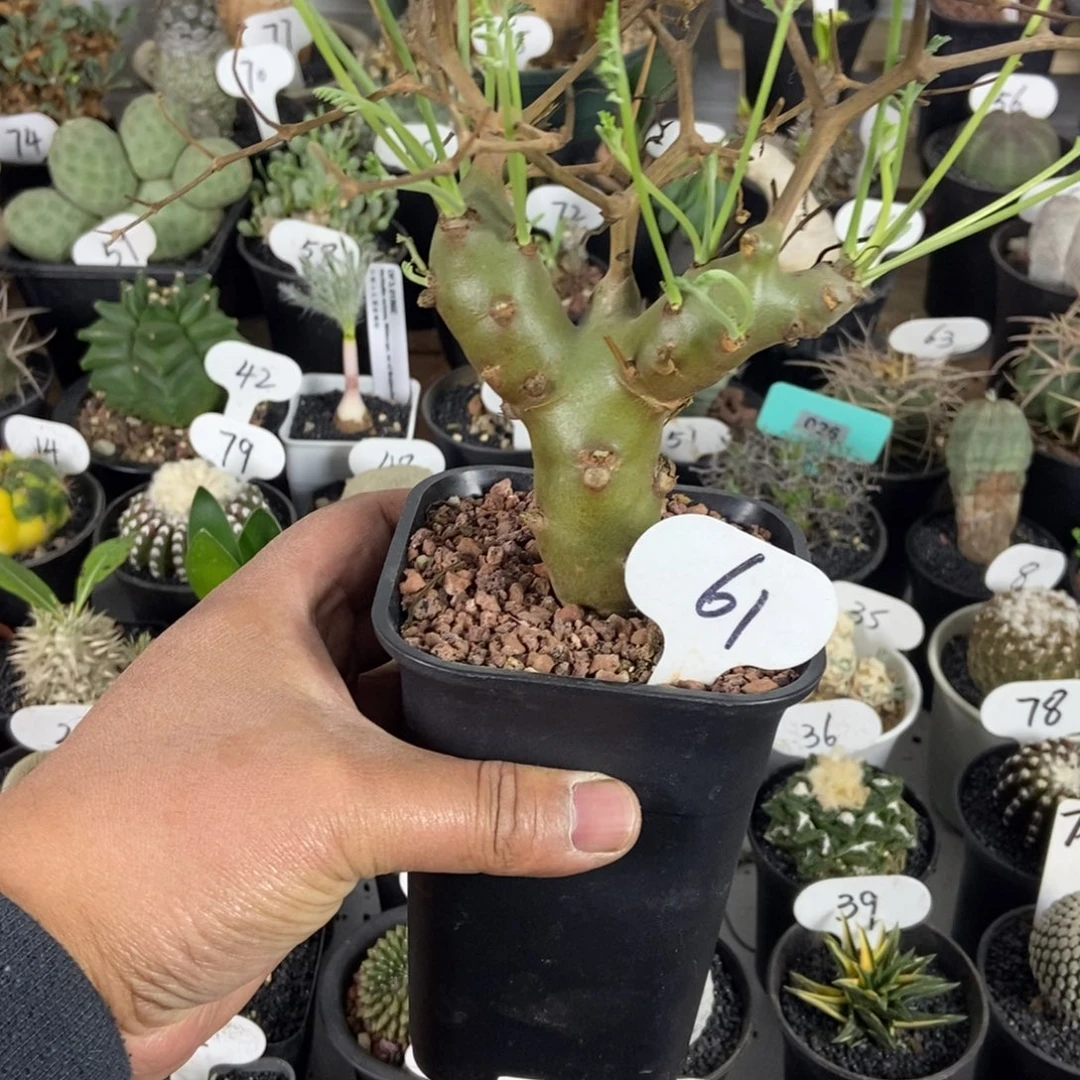 海茴香叶阳奎一个