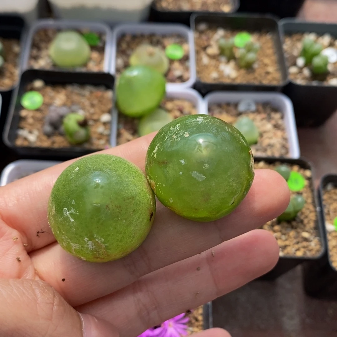灯泡（疤）2.7-2.8cm多肉289