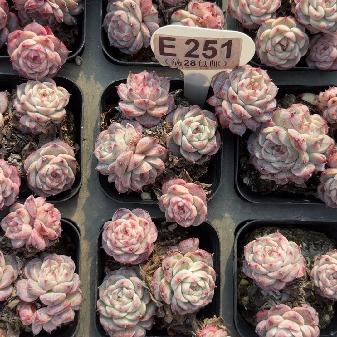 C251蓝孔雀一物一拍