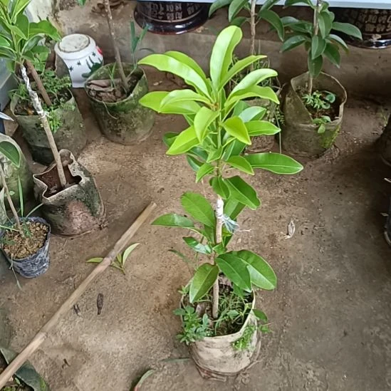 墨西哥人心果一物一拍原盆原土发货