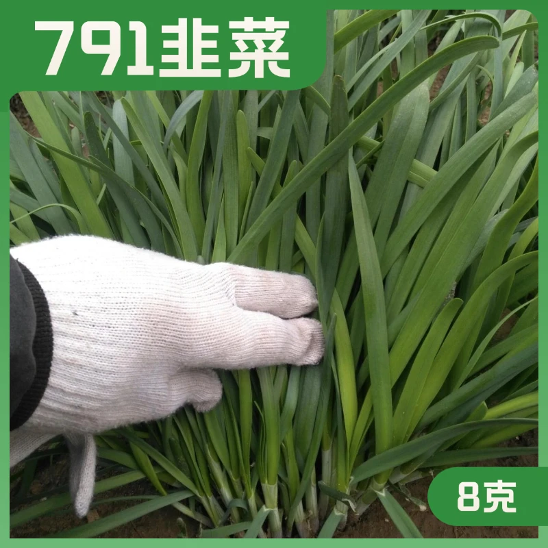 791韭菜种子宽叶抗病高产出售籽不休眠耐热耐寒出售籽家庭小菜园1