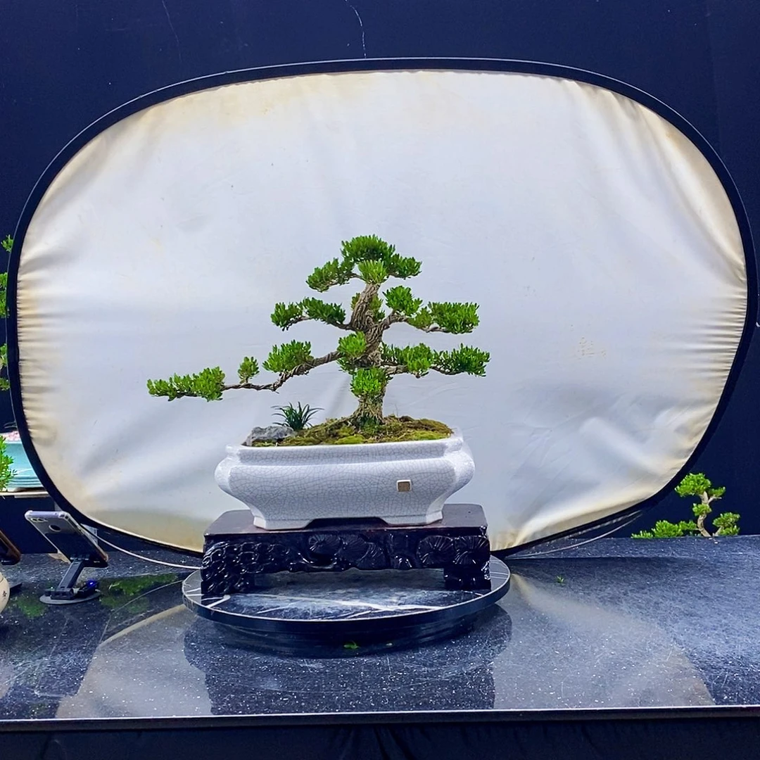 无花朵黄杨盆景造型