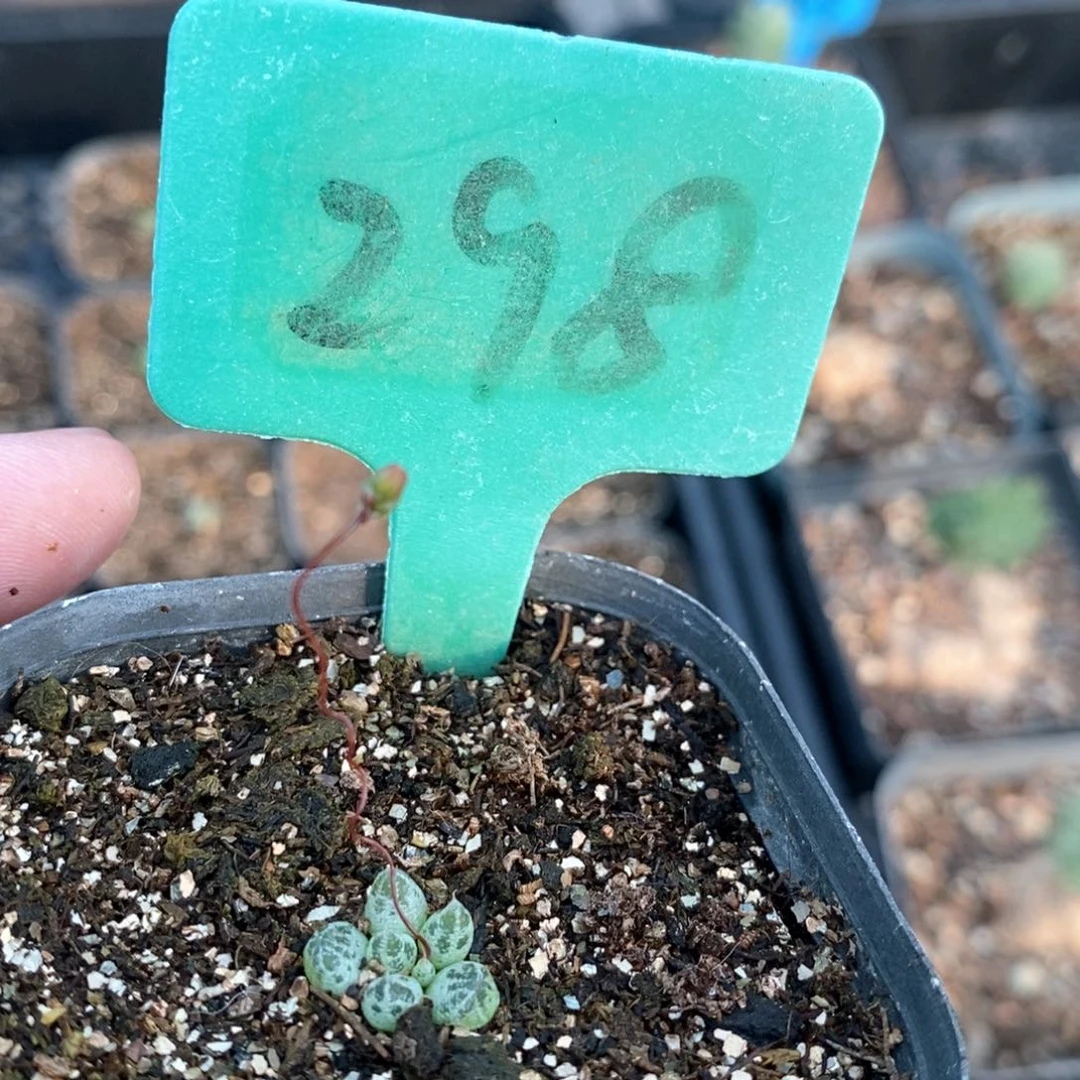 洛丽塔多肉植物一个