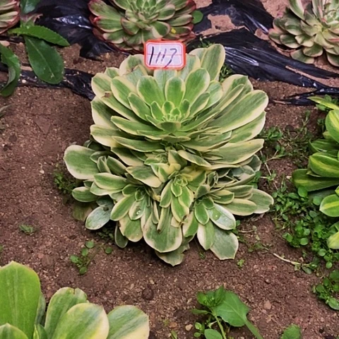 迈巴赫捧花法师113链接