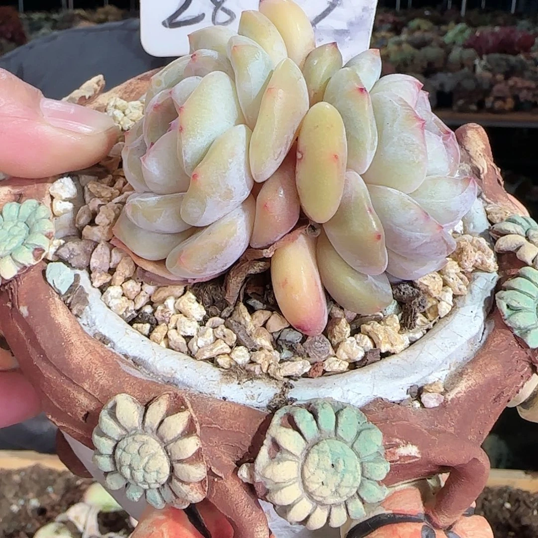 2852号一套58        肉