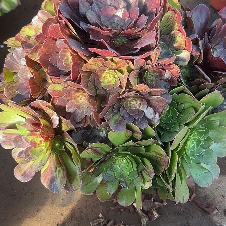 11.25-26花月夜多肉植物1
