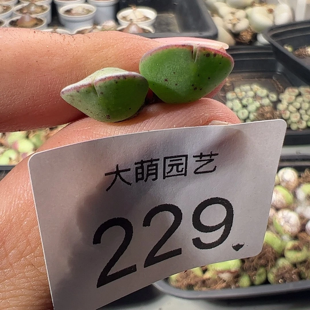 一物一拍。        229
