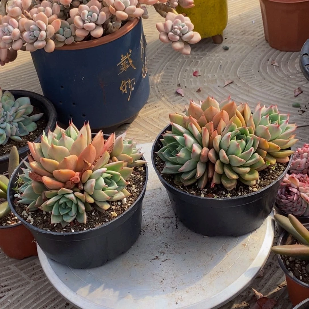 时***美48包邮一物一拍多肉植物