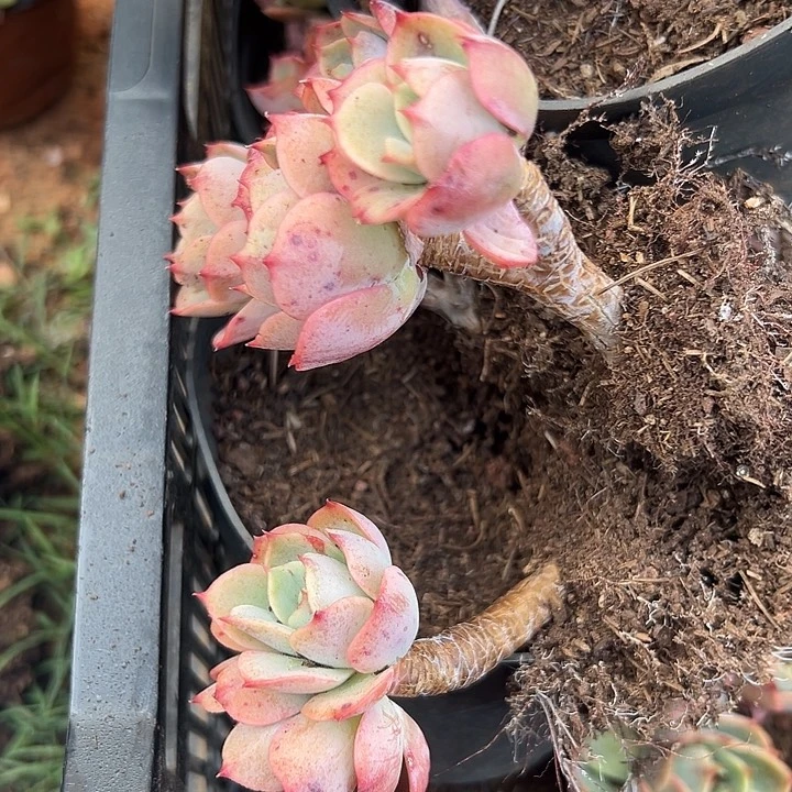 无花朵白雪公主。