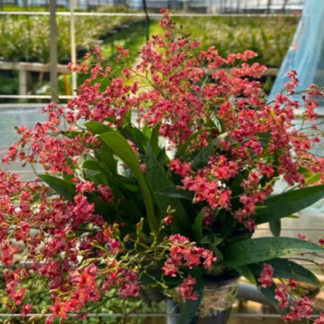 梦香【满堂红】室内带花苞好养兰花室内绿植好闻好看浓香型花期长