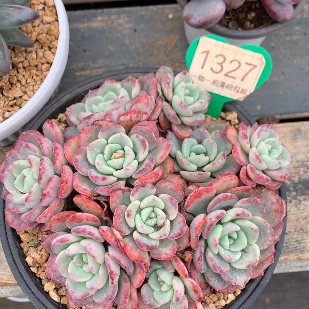 千山雪老桩开播福利1327