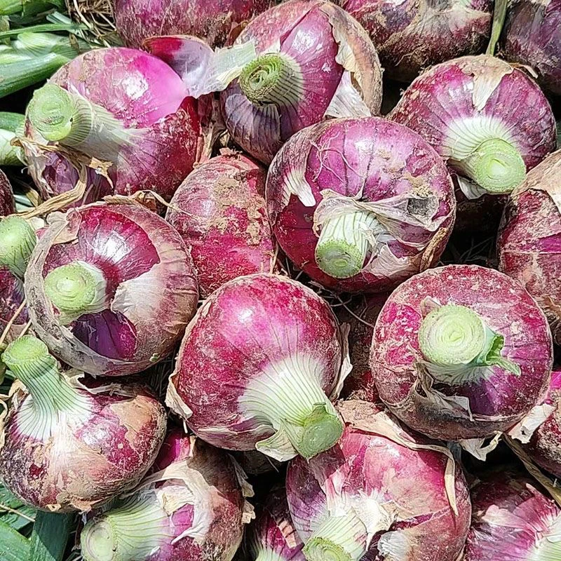 河南开封新鲜紫皮洋葱新鲜现挖可生吃农家种植蔬菜5斤/9斤装