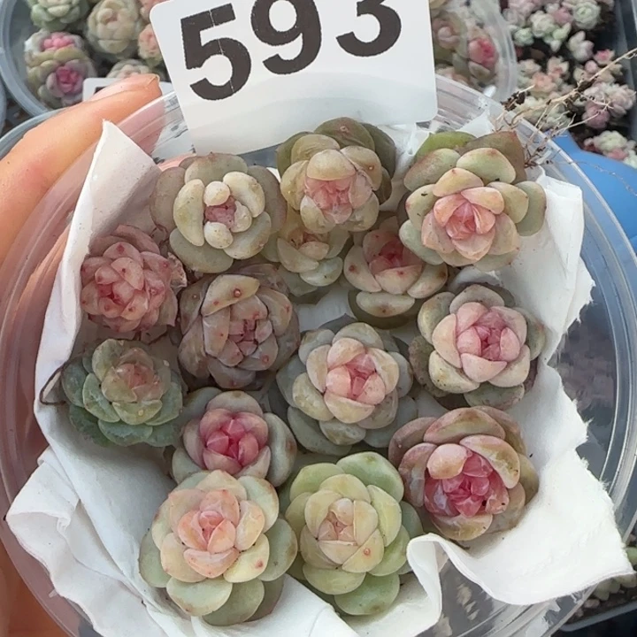 593号王者多肉一盒