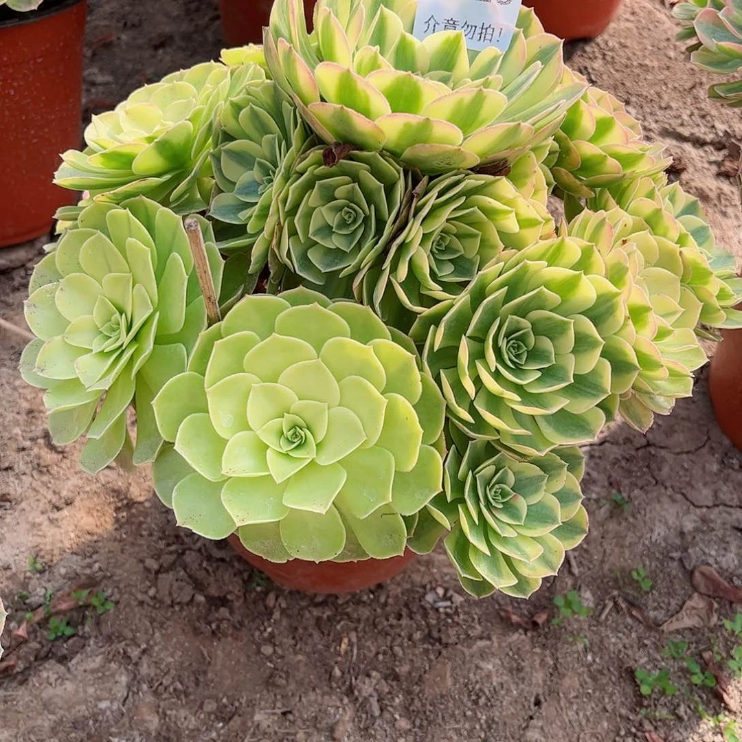 无花朵清**酒多肉植物528