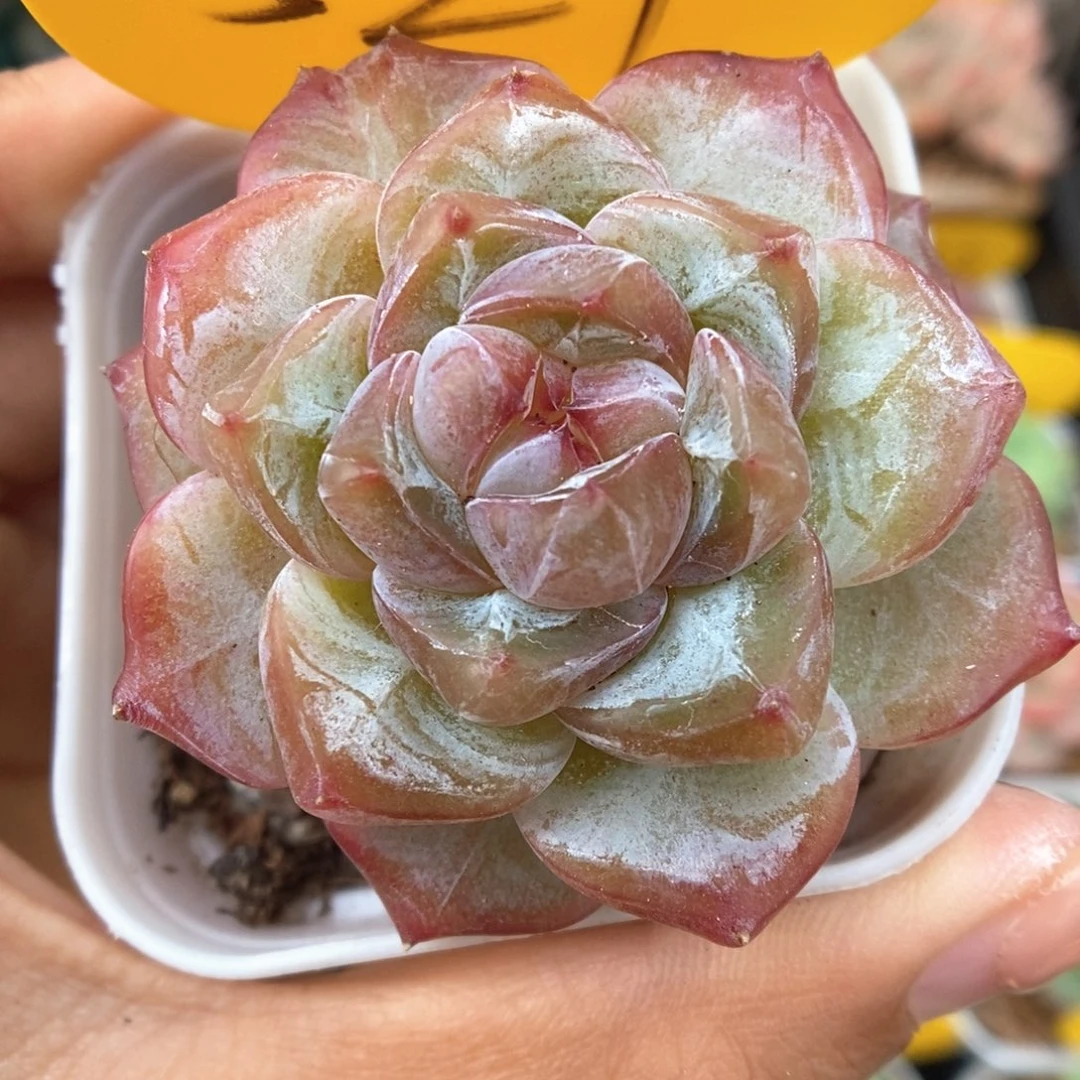 粉钻心珍妮521号。